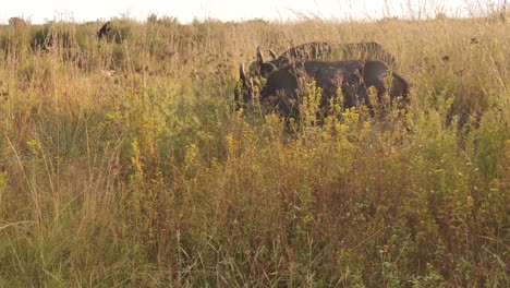Buffalo-herd-walk-past-in-tall-grass-at-Dawn-in-Africa