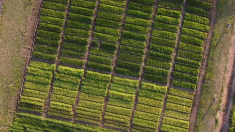 Absteigende-Drohne-Von-Oben-Nach-Unten-Aufnahme-Eines-Bunten-Gemüseplantagengrundstücks-Bei-Sonnenuntergang