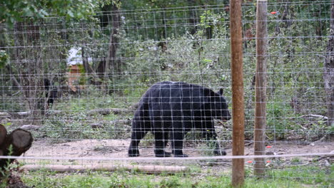 black-bear-behind-a-metal-fence-is-walking,-zoo-park,-mammal