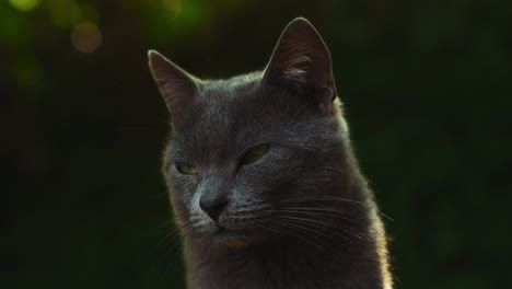 A-cat,-adorable,-beautiful-wild-gray-stray,-is-observing-with-its-curious-green-eyes,-captured-as-close-up-with-background-blur-and-warm-sun-beams-on-a-lazy-afternoon
