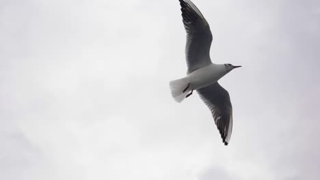 Single-seagull-gliding-through-the-gray-sky,-slow-motion-close-up