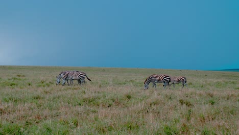 Cebras-De-Las-Llanuras-Caminando-En-La-Hierba-Alta-De-La-Sabana-En-Kenia