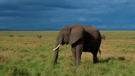 Nahaufnahme-Eines-Afrikanischen-Elefanten-Im-Gras-Eines-Kenianischen-Wildparks