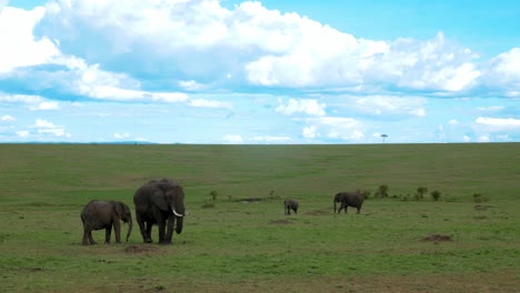 Toma-Panorámica-Muestra-Una-Manada-De-Elefantes-Alimentándose-De-La-Hierba-De-La-Sabana-Africana