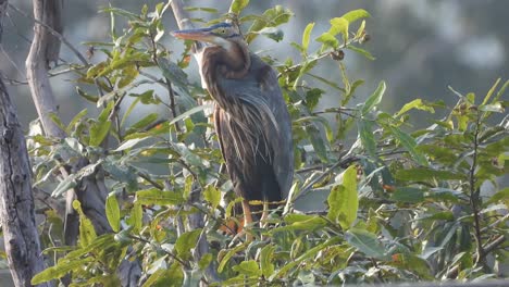 Grey-heron-in-tree-waiting---chilling