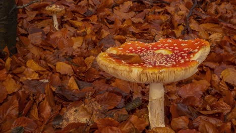 Poisonous-fly-swatter-mushroom-growing-in-autumn-forest-with-changing-light-time-lapse
