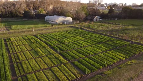 Aerial-flyover-vegetable-field-in-farm-at-sunset-in-Suburb-District-of-Buenos-Aires