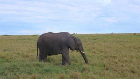 an-african-elephant-feeds-on-the-grass-in-the-savannah-of-a-kenyan-wildlife-park