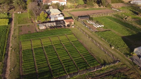 Aerial-top-down-shot-of-farm-house-with-growing-vegetable-field-at-sunset-time