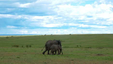 Una-Madre-Elefante-Africana-Camina-Tranquilamente-Con-Su-Bebé-A-Su-Lado-A-Través-De-La-Sabana-En-Kenia