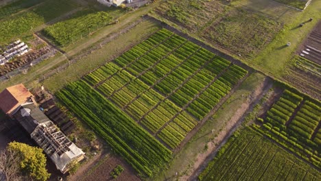 Aerial-birds-eye-shot-of-Vegetable-plot-and-greenhouse-in-farm-at-sunset---Agronomia-District-in-Buenos-Aires