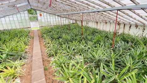 Hermosa-Plantación-De-Piña-Con-Hojas-Verdes-De-Plantas-Ananas