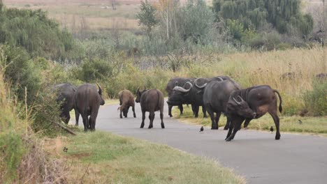 African-buffalo-herd-block-the-main-road