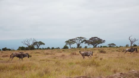 panning-shot-follows-a-herd-of-wildebeest-or-gnou-running-through-the-savannah-in-kenya