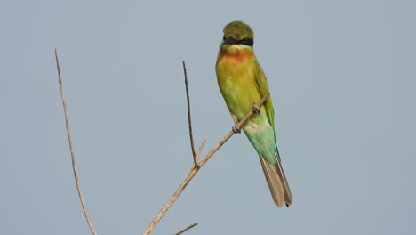 Bee-eater-in-pond-area-.tree-.green-