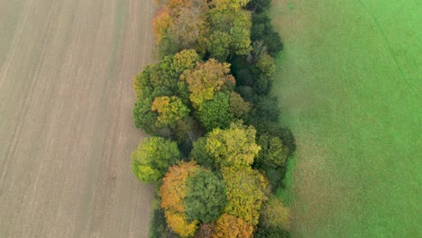 Fliegen-über-Die-Sehr-Farbenfrohe-Herbstfarbene-Baumgrenze