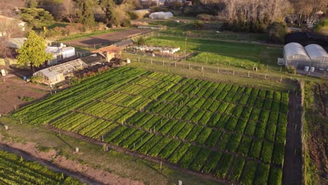 Aerial-orbit-shot-of-agricultural-vegetabile-plot-field-in-countryside-near-Buenos-Aires-at-sunset