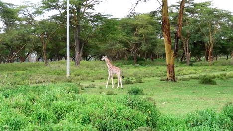 Baby-giraffe-walking-in-green-savannah-landscape-on-African-National-Park