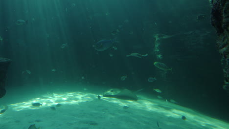 Stingrays,-Eagle-Ray-glide-through-aquarium-habitat-with-sun-beams