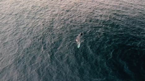 drone-view-of-a-grey-whale