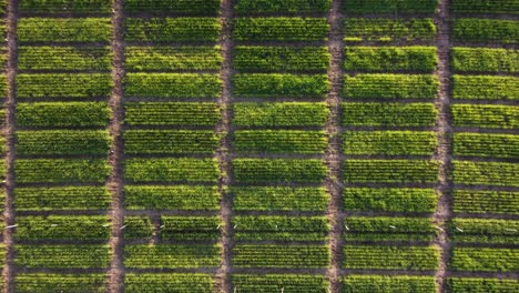 Ascending-pattern-of-vegetable-plantation-growing-outdoors-at-sunset-light---top-down-aerial