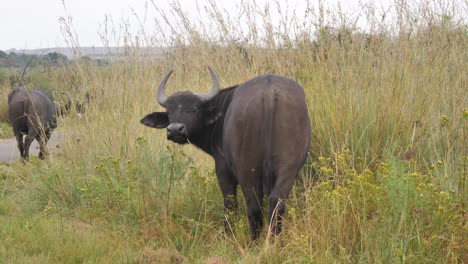 Afrikanischer-Büffel-Starrt-In-Die-Kamera-Und-Geht-Weg