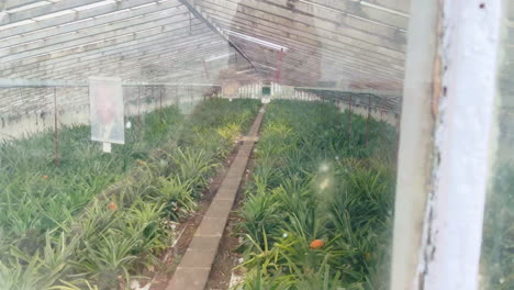 Plantación-Típica-De-Ananas-Para-Producir-Frutas-Frescas-En-Invernadero