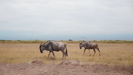 panning-shot-next-to-two-wildebeest-walking-calmly-across-the-grasslands-of-africa