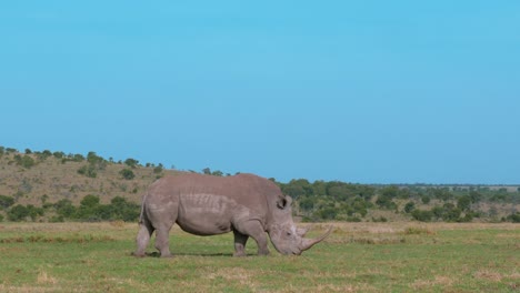 Un-Enorme-Rinoceronte-Blanco-Alimentándose-De-Hierba-En-La-Sabana-Africana