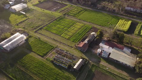 Vegetable-plot-grown-on-farmland-at-sunset,-Buenos-Aires-in-Argentina