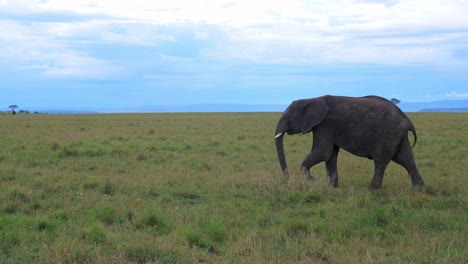 Un-Elefante-Macho-Excitado-Sexualmente-En-Musth-Camina-En-La-Hierba-De-La-Sabana-Africana