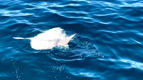 ocean-sunfish-on-water-4k