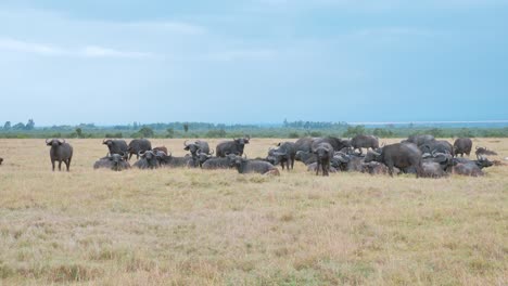 Blick-Auf-Eine-Große-Herde-Afrikanischer-Büffel,-Die-Irgendwo-In-Kenia-Im-Gras-Der-Savanne-Ruht
