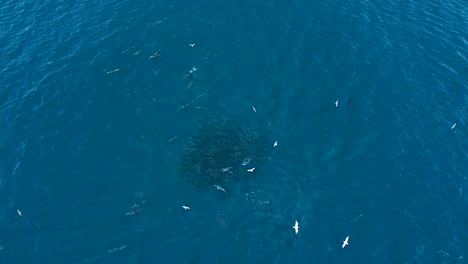 aerial-view-of-dolphins-feeding-on-bait-school