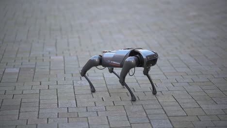 Robot-dog-walking-around,-Xiaomi-CyberDog