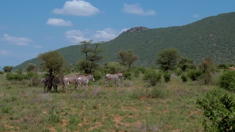 Zebras-Stehen-In-Einem-Hügeligen-Teil-Des-Afrikanischen-Graslandes-Zwischen-Den-Akazienbüschen