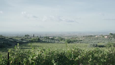 Tilt-Down-Revealing-Shot-Of-Grape-Vines-In-Italian-Vineyard-On-A-Sunny-Day