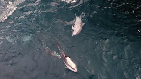 Delphin-Wird-Betäubt,-Wenn-Er-Mit-Einer-Schote-Schwimmt