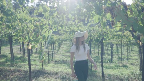 Woman-With-Hat-Walking-Through-The-Vineyard,-Picking-Fresh-Green-Grapes-In-Italy---slow-motion