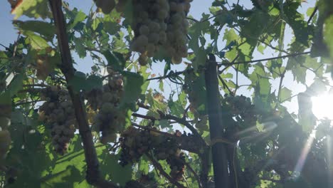 Bunch-Of-Fresh-Green-Grapes-In-Vineyard-In-Italy---close-up,-panning-shot