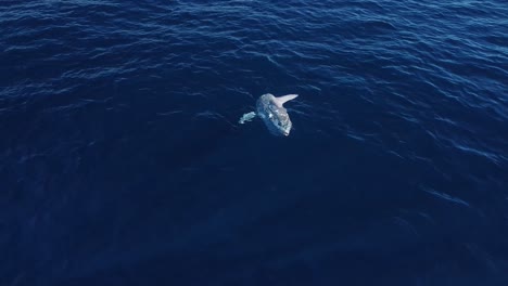 opa,-mola-mola,-ocean-sunfish-drone-view