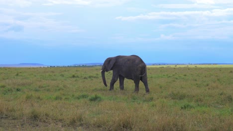 lone-elephant-feeds-on-the-grass-in-the-african-savannah