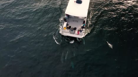 Delfine,-Die-Neben-Einem-Walbeobachtungsboot-Schwimmen