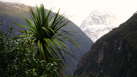 Einsame-Palme,-Die-An-Windigen-Tagen-In-Der-Berglandschaft-Von-Neuseeland-Steht