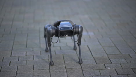 Robot-dog-doing-tricks,-looking-around,-waving-tail,-Xiaomi-CyberDog