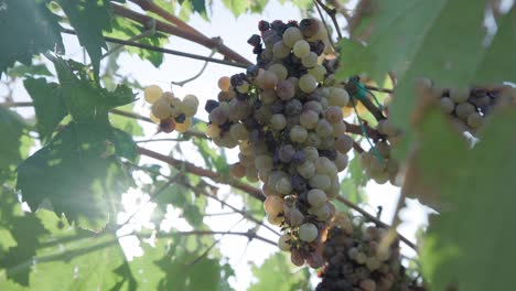 Closeup-Of-Grape-Bunch-Hanging-On-Vine-Against-Sun-Shining-In-The-Sky