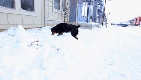 Australischer-Schäferhund,-Der-Im-Frischen-Schnee-Vor-Wohnungen-Spielt