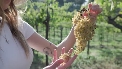 Girl-Holding-Bunch-Of-Green-Grapes-In-Vineyard-In-Italy---close-up