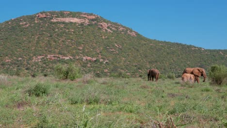 three-elephants-stand-in-the-african-savannah-in-kenya-in-the-foreground-of-a-mountain