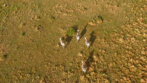 Imágenes-Aéreas-Siguiendo-A-Un-Grupo-De-Cebras-A-Través-De-La-Sabana-De-Kenia